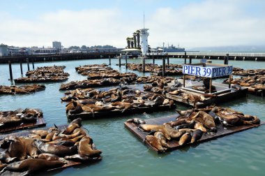 Sea Lions, pier 39 clipart