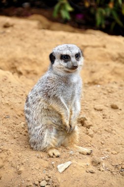 The meerkat clipart