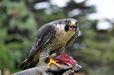 Peregrine Falcon clipart