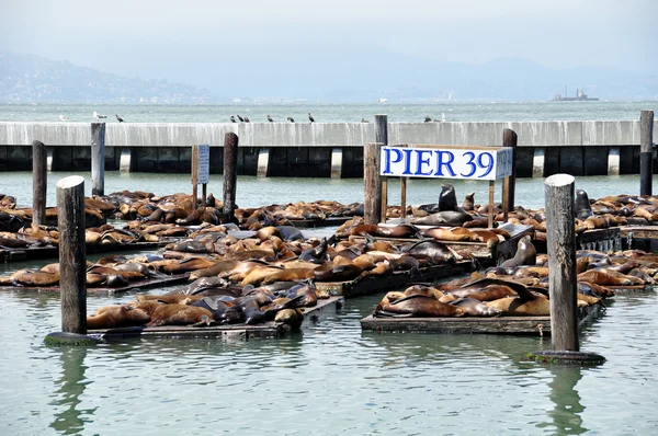 Sea Lions, pier 39 — Stock Photo, Image