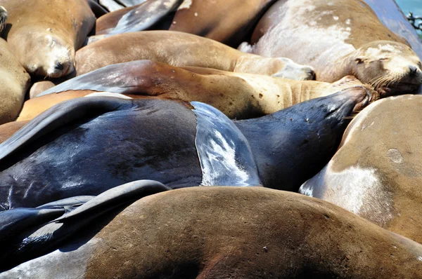 Leones marinos, muelle 39 —  Fotos de Stock