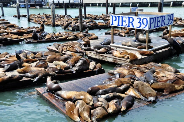 Морських левів, pier 39 — стокове фото