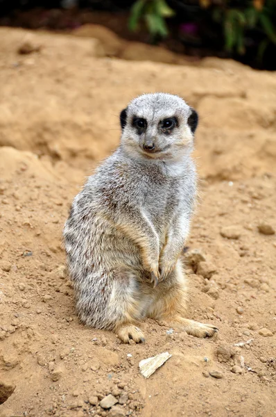 Meerkat — Stok fotoğraf