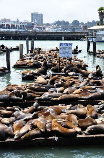 Deniz Aslanları, pier 39 — Stok fotoğraf