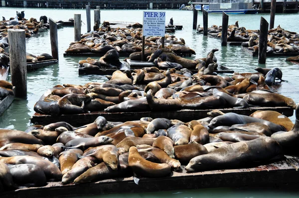 Sea Lions, pier 39 — Zdjęcie stockowe
