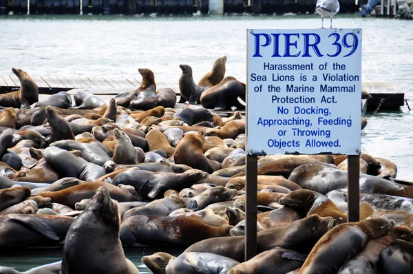 Θαλάσσια λιοντάρια, τα pier 39 — Φωτογραφία Αρχείου