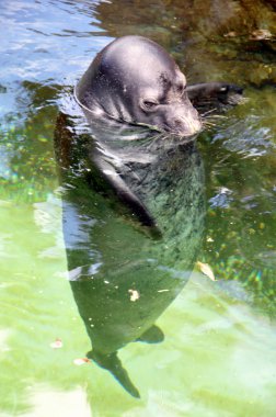 Hawaiian Monk Seal clipart
