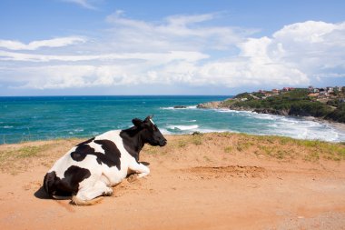 Cow liing on the beach clipart