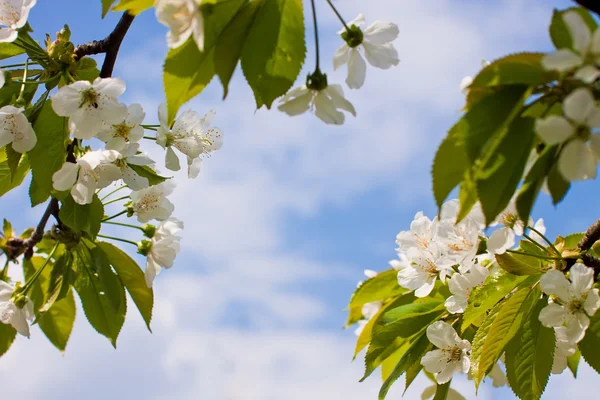 Stock image Cherry blossom