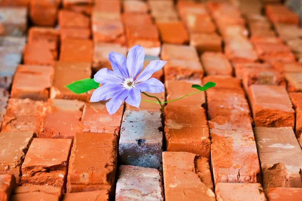 stock image Purple flower in crack