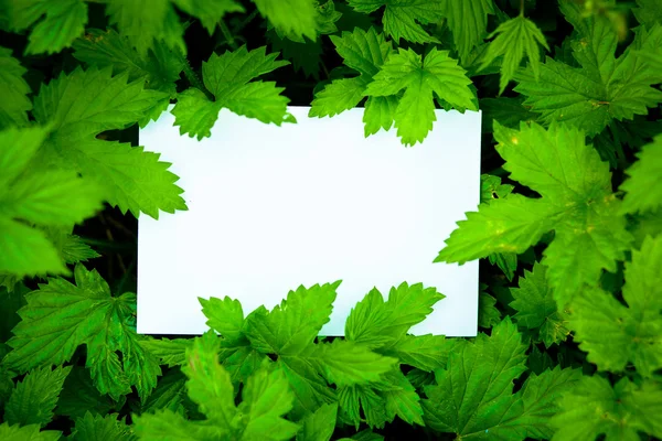 Carta bianca circondata da belle foglie verdi — Foto Stock