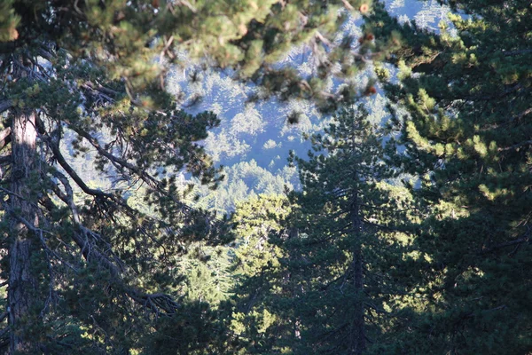 stock image View of pine tree forest