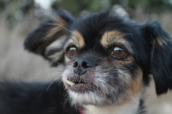 stock image Head of a small dog