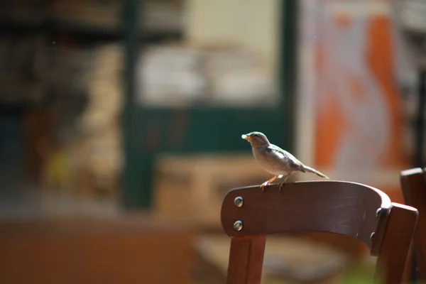Маленька пташка їсть на стільці — стокове фото