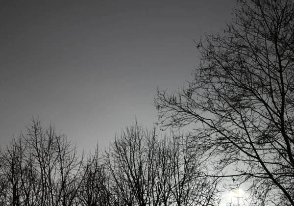 stock image Fog night