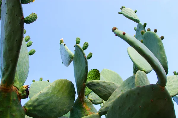 stock image Cactus park