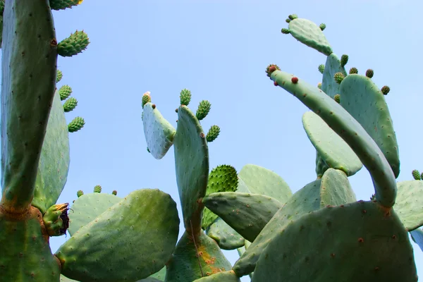 Parc de cactus Photo De Stock