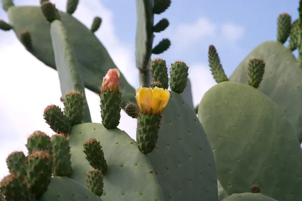 Kaktus lizenzfreie Stockbilder