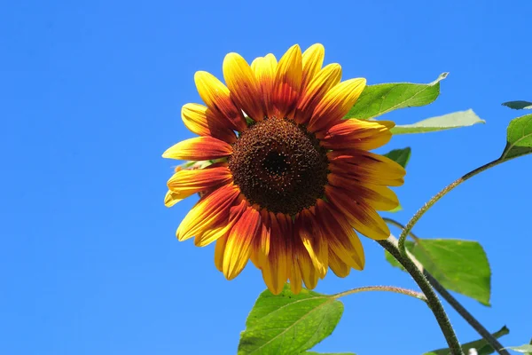 stock image Sunflower,background,yellow,sky