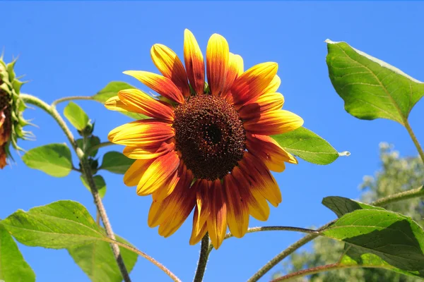 Sunflower,background,yellow,sky — Stock Photo, Image