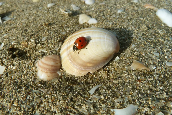coccinellids veya ladybugs