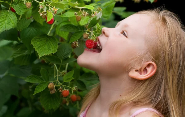 Menina comendo framboesas no jardim — Fotografia de Stock