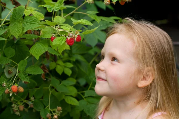 A menina olha para as framboesas no jardim — Fotografia de Stock