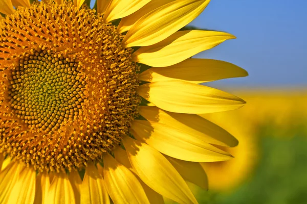 stock image Sunflower