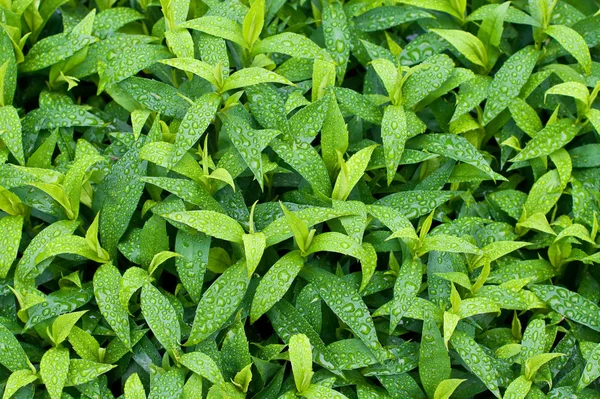 stock image Leaves with raindrops