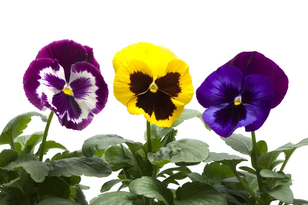 Colourful Pansies in a row isolated over white — Stock Photo, Image