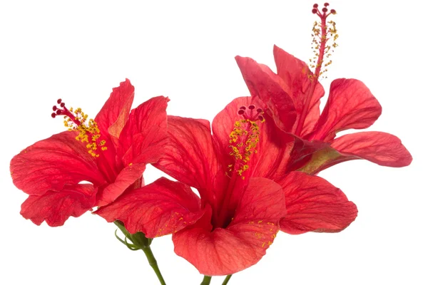 Rode hibiscus geïsoleerd op de witte achtergrond — Stockfoto