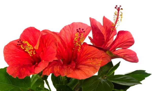 Rode hibiscus geïsoleerd op de witte achtergrond — Stockfoto