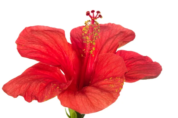 Hibisco vermelho isolado no fundo branco — Fotografia de Stock