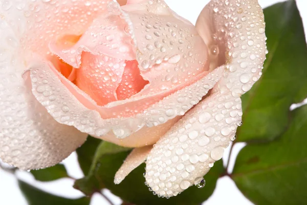 Közeli gyönyörű rózsaszín rózsa víz csepp — Stock Fotó