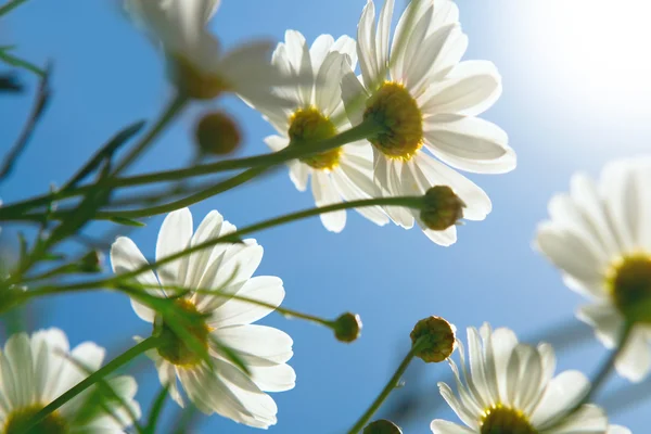 Daisies against blue sky in the morning. — Stock Photo, Image