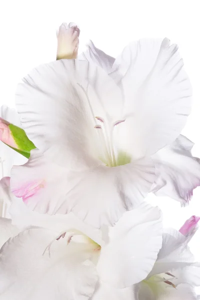 Белый гладиолус — стоковое фото