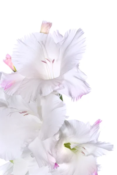 Gyönyörű fehér kardvirág — Stock Fotó