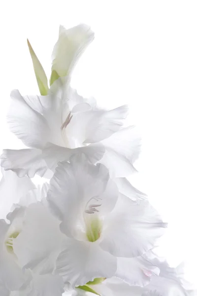 Hermoso gladiolo blanco — Foto de Stock