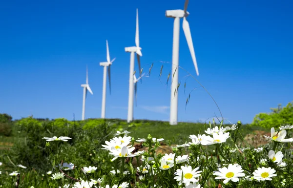 Wild daisy against blue sky with giant Wind turbine as backgro — Stock Photo, Image