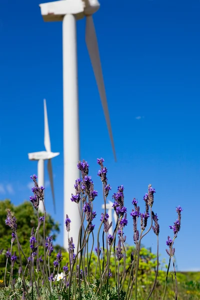 Wild lavanda against blue sky with giant Wind turbine as backg — Stock Photo, Image