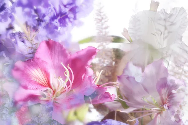 소프트 포커스로 만든 아름 다운 꽃 스톡 사진