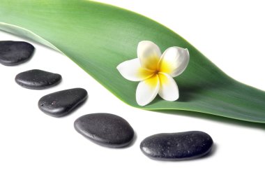 Lava Stones with frangipani (plumeria) flower on the Leaves clipart