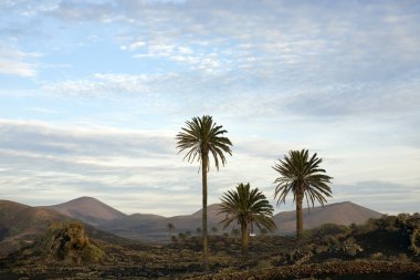 Lanzarote manzarası, kanarya adaları, İspanya