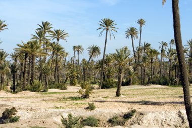 palmiye ağaçlarının yanında Marakeş, Fas, Afrika ile peyzaj