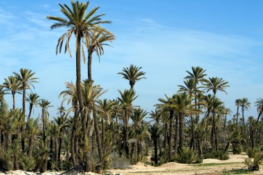 marrakech yakınındaki palmiye ağaçları ile peyzaj
