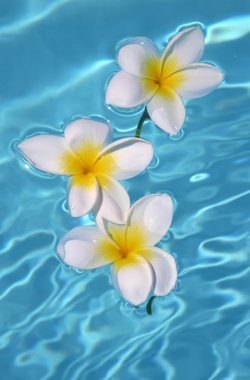 Three frangipanis Floating on Swimming Pool clipart