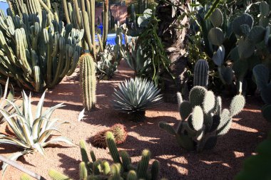 Jardin Majorelle.