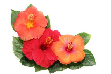 Corner with hibiscus flowers clipart