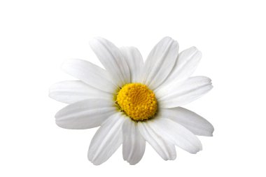 Daisy Isolated clipart