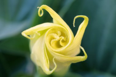 Sacred datura clipart
